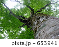 世界自然遺産　白神山地