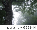 世界自然遺産　白神山地