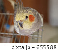 オカメインコ（パール）アップ
