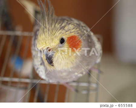 「オカメインコ(パール)アップ」の写真素材 「オカメインコ(パール)アップ」の写真素材