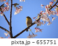 メジロと玉縄桜～１
