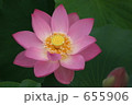 大賀蓮