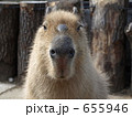 カピバラ♂正面顔