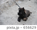 砂浜の子犬