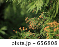 杉の雄花