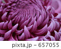 紫色の菊のクローズアップ