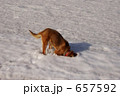 犬の遊び