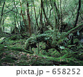 屋久島の森