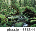 屋久島の森
