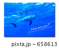 イルカ・How are you? イルカ・How are you?
