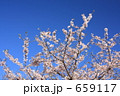 ブルースカイに映える玉縄桜～１