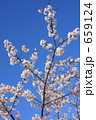 ブルースカイに映える玉縄桜～２