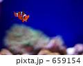 カクレクマノミ