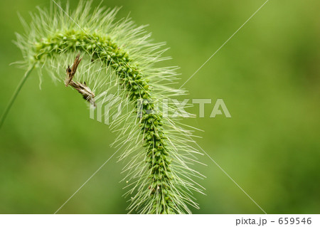 柔らかいイメージの草 柔らかいイメージの草