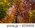 白神山地の紅葉