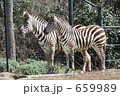 天王寺動物園のシマウマ