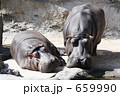 天王寺動物園のカバ