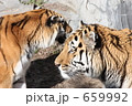 天王寺動物園の虎