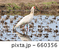 帰ってきた朱鷺 放鳥トキ ニッポニアニッポン 朱鷺