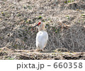 放鳥トキ 長野県 佐渡