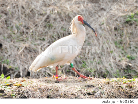 放鳥トキ 長野県 佐渡