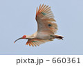 トキの飛翔 青空 晴れ 鳥