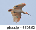 飛翔するトキ 鳥 野鳥 トキ