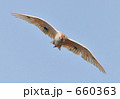 トキの飛翔 青空 晴れ 鳥