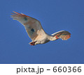 朱鷺の飛翔 鳥 野鳥 トキ