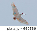 朱鷺の飛行 トキ 朱鷺 放鳥