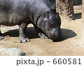 コビトカバ
