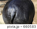 コビトカバのお尻