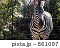 シマウマ