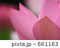 ハスの花
