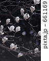 Yulan magnolia