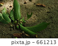 青いどんぐり