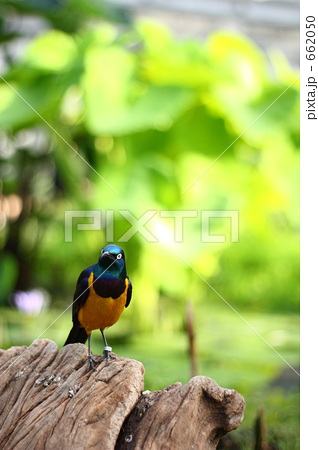 「青い鳥見つけた」の写真素材