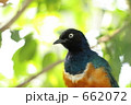眺めるツキノワテリムク