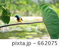 花鳥園の青い鳥