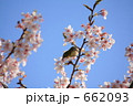 アクロバットなメジロと玉縄桜～２