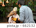 花鳥園ふれあいゾーンのメンフクロウ