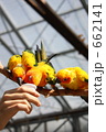 コガネメキシコインコの餌付け