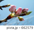 開花直前のさくらのつぼみ