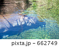 水中を歩くカバ