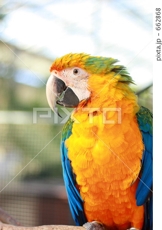 「花鳥園のハルクインコンゴウインコ」の写真素材 「花鳥園のハルクインコンゴウインコ」の写真素材