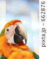ハルクインコンゴウインコの顔