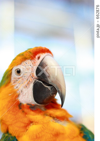 ハルクインコンゴウインコの顔 ハルクインコンゴウインコの顔