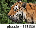 虎