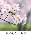 桜さくら