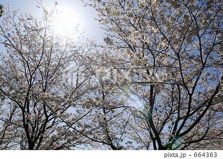 「春爛漫」の写真素材 「春爛漫」の写真素材